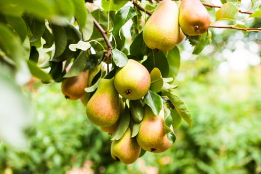Yeloow pears on a tree, crop on a branch closeup
