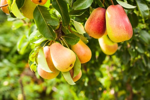 Pears on a tree branch closeup in orchard