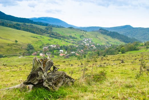 Environmental protection, llen tree on the foreground