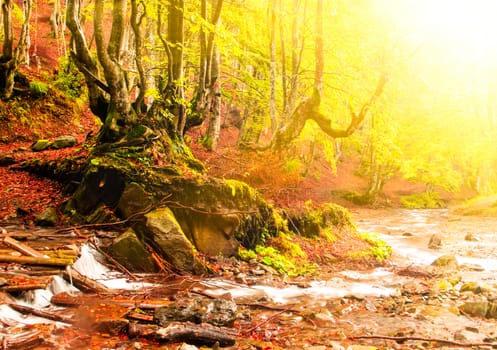 Fall forest with old big tree near streamlet