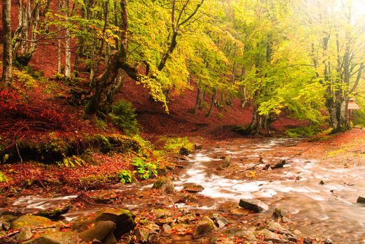 Fall forest with  streamlet in the day