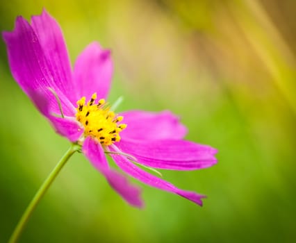 Beautiful nature background with cosmea flower on green