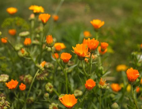 Orange calendula in the field close up