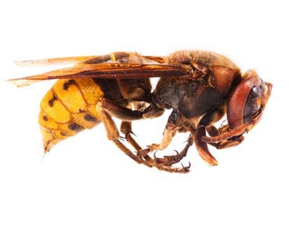 A bee extremely close up on white background