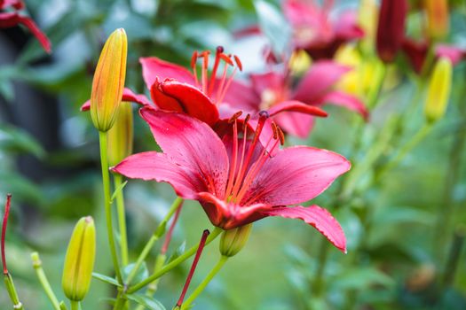 'Black Out'  lily on flowerbed, close up