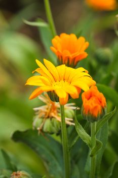 Orange calendula in the field close up