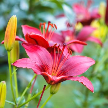 'Black Out'  lily on flowerbed, close up