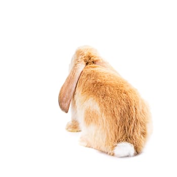 Cute red rabbit isolated  on white background, back view