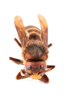 A bee extremely close up on white background