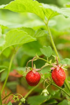 The strawberry bush closeup in a garden