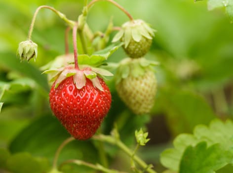 The strawberry bush closeup in a garden