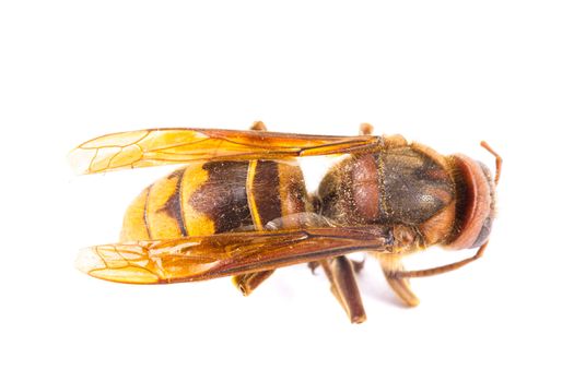 A bee extremely close up on white background