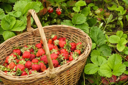 Strawberries in a basket in the garden outdoors