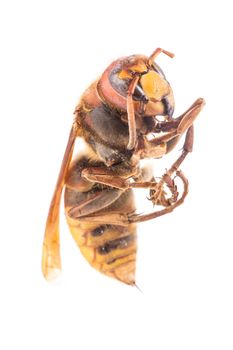 A bee extremely close up on white background