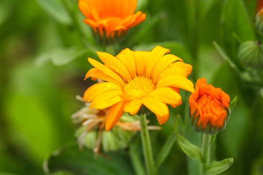 Orange calendula in the field close up