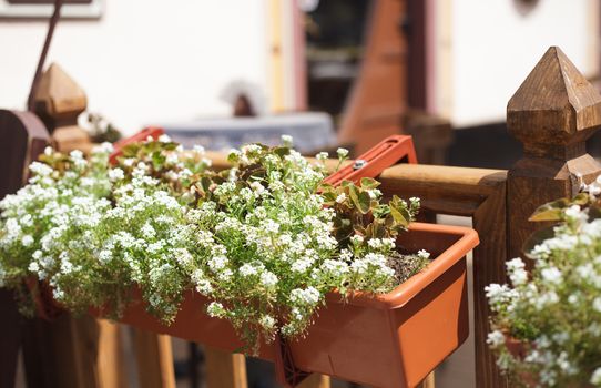 Flowerpot closeup in rustic style cafe outdoors