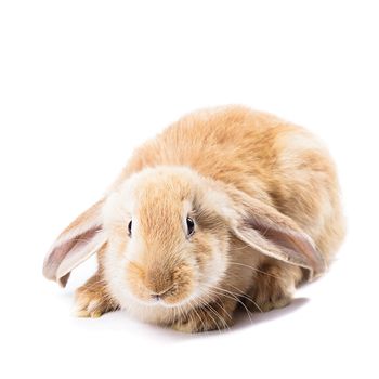 Cute red rabbit isolated  on white background