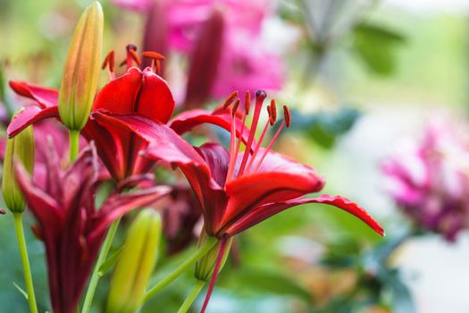 'Black Out'  lily on flowerbed, close up