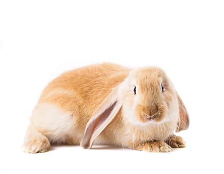 Cute red rabbit isolated  on white background