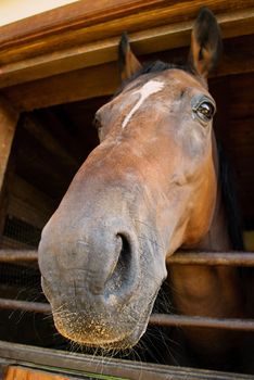 The horse's head looking out a stable