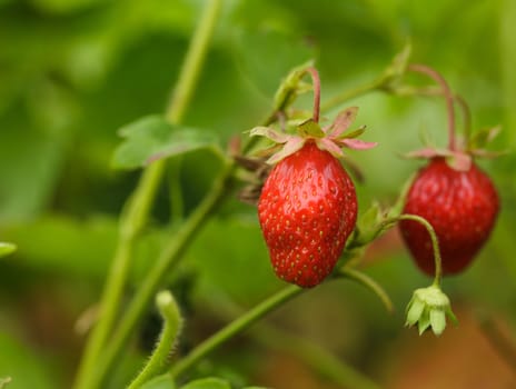 The strawberry bush closeup in a garden