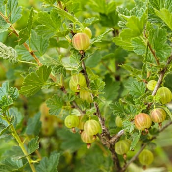A bush of gooseberry in the garden