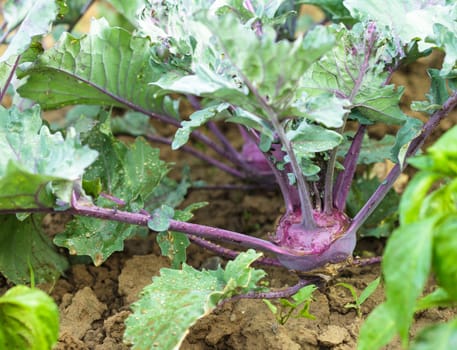 Kohlrabi close up growing in the garden