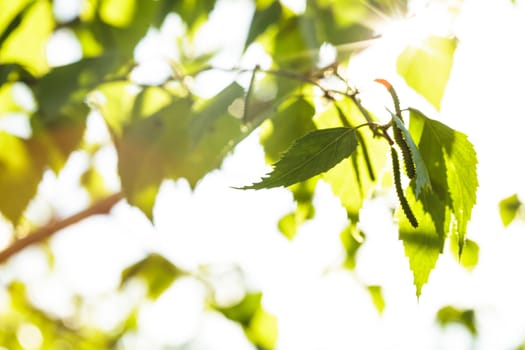 Green leaves close up background for design