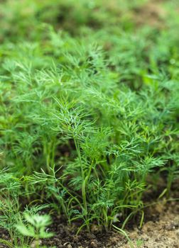 Dill sprouts closeup growing in the garden