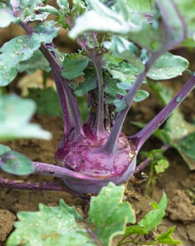 Kohlrabi close up growing in the garden