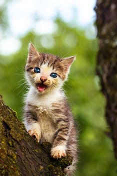 Gray kitten on the tree close up