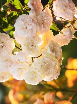 A bush of white roses in sunset backlight