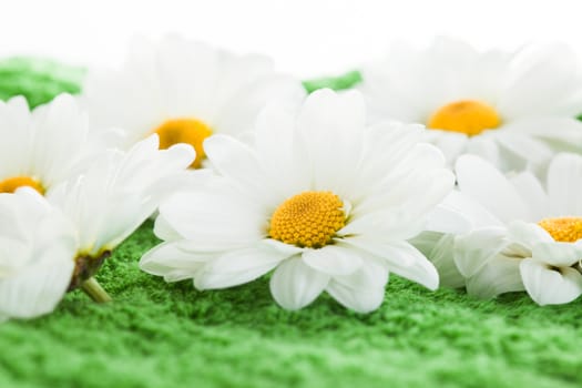 Chamomile on green textile as a grass background