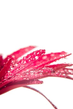 Pink gerbera with macro drops of water on white background