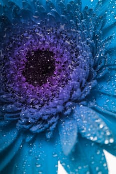 Blue gerbera with macro drops as a background