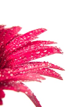 Pink gerbera with macro drops of water on white background