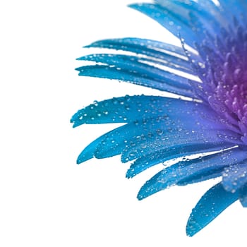 Blue gerbera with macro drops on white background