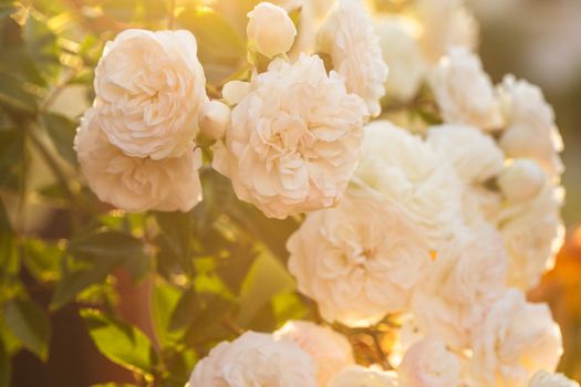 A bush of white roses in sunset backlight