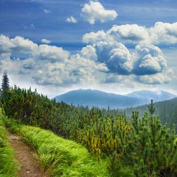 Landscape with pathway between the grass, spruce and mountains