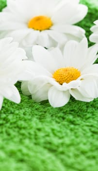 Chamomile on green textile as a grass background