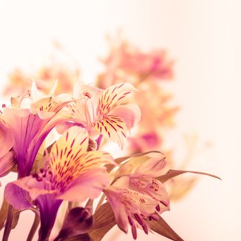 Pink alstroemeria isolated on white background closeup