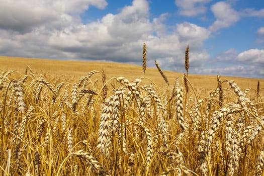 A field of yellow ears of corn with visible and white clouds against a blue sky.