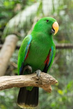 parrot bird sitting on the perch