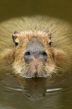 Close up of a Capybara 