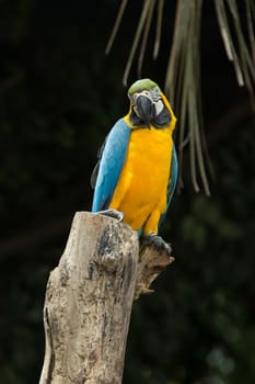 parrot bird sitting on the perch