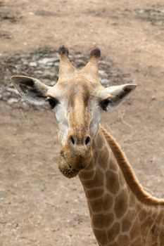 Close up portrait of giraffe