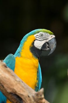 Pair of colorful Macaws parrots