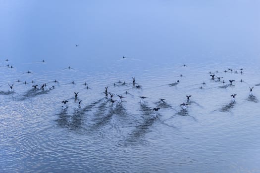 A flock of wild geese taking flight from the lake surface, image in shades of blue.