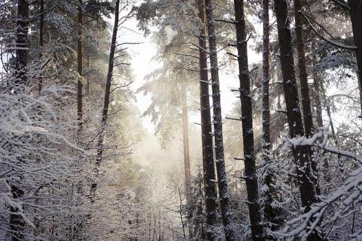 Partly illuminated fragment of a snowy forest with lots of trees and visible snow falling down in the rays of sunshine.