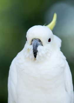 parrot bird sitting on the perch